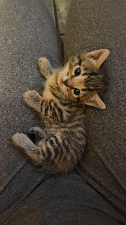 Bengal Kittens Vaccinated Payment Plans Available photo 43