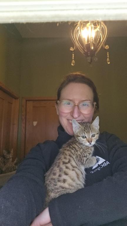 Bengal Kittens Vaccinated Payment Plans Available photo 12