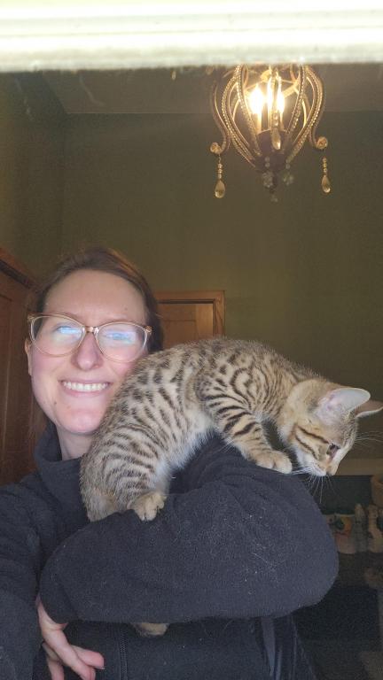 Bengal Kittens Vaccinated Payment Plans Available photo 13