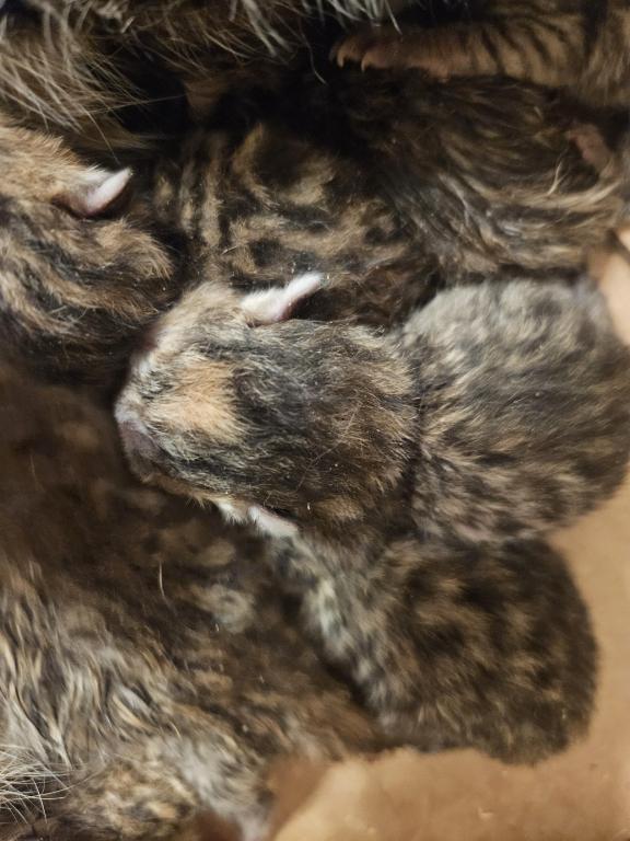 Bengal Kittens Vaccinated Payment Plans Available photo 58