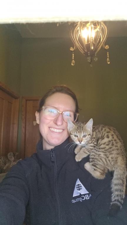 Bengal Kittens Vaccinated Payment Plans Available photo 17