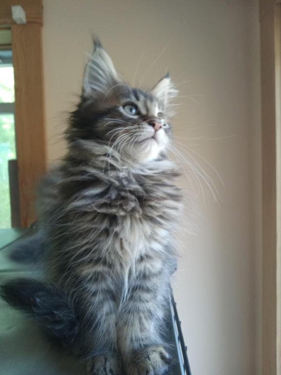 Apollo