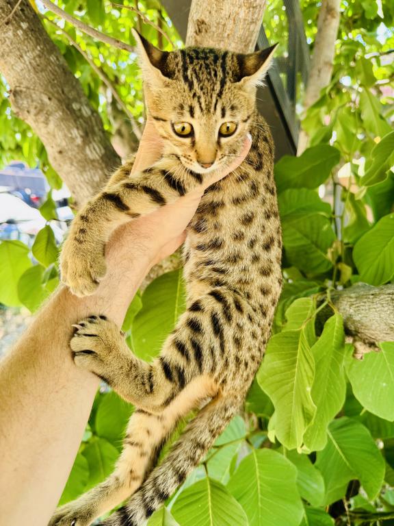 Jasmine Kittens photo 3