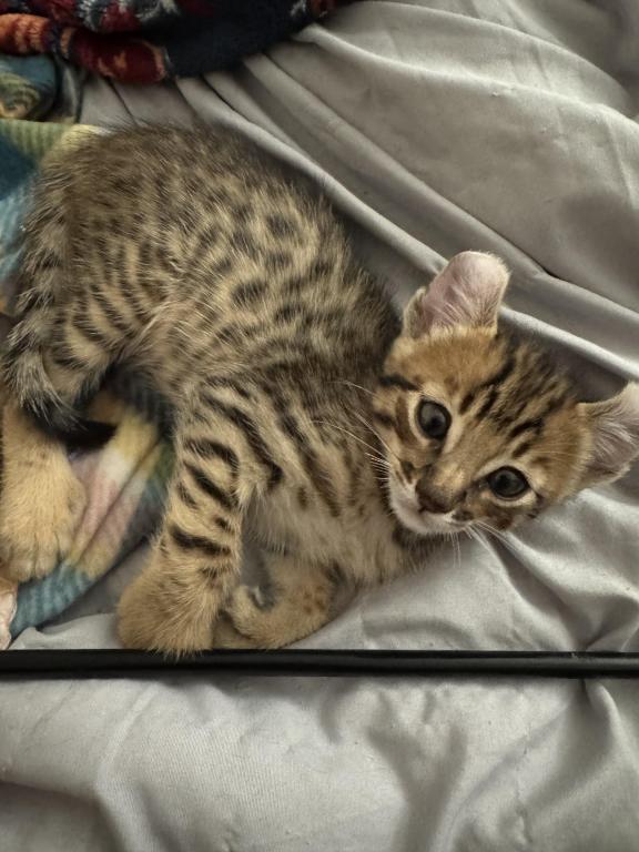 Jasmine Kittens photo 10