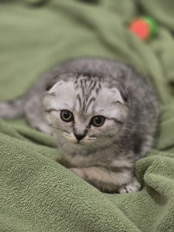 4 Scottish Fold And Straight Males photo 9