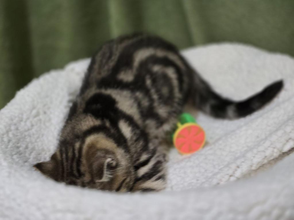 4 Scottish Fold And Straight Males photo 44