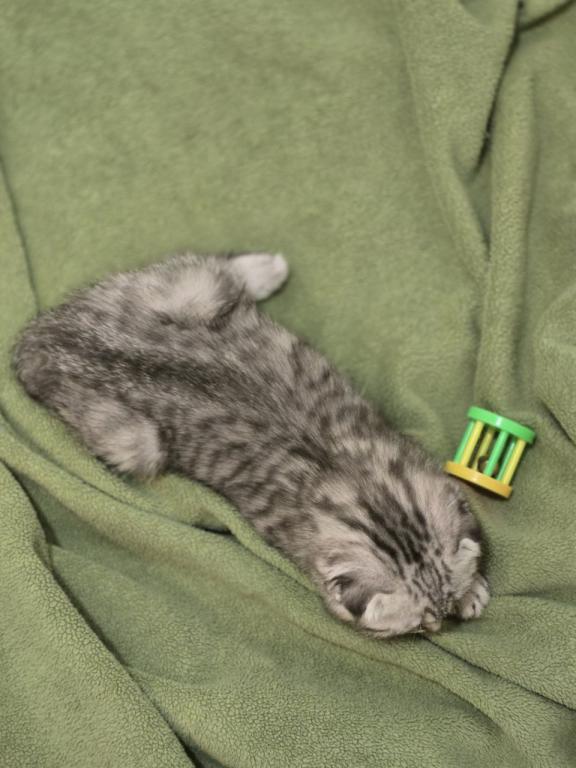 4 Scottish Fold And Straight Males photo 29