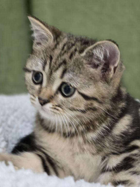 4 Scottish Fold And Straight Males photo 32