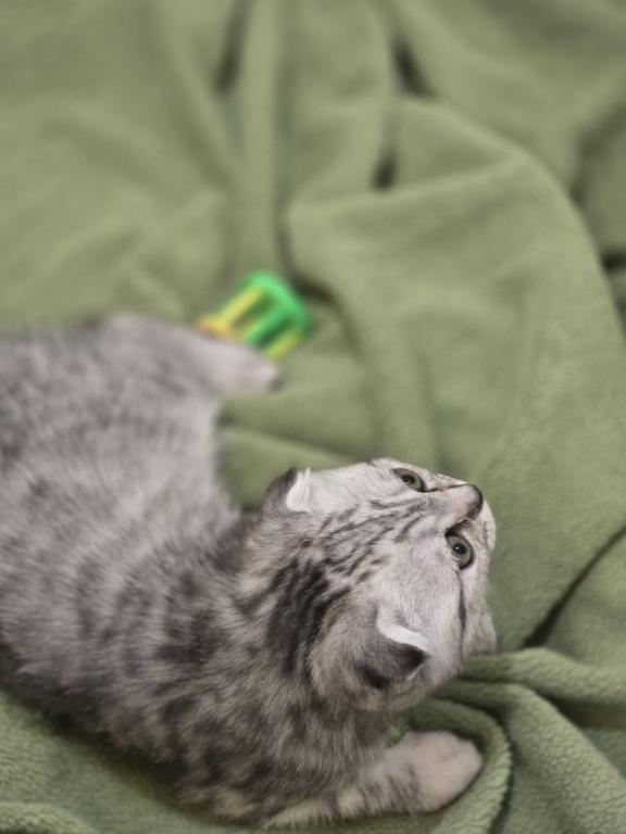 4 Scottish Fold And Straight Males photo 67