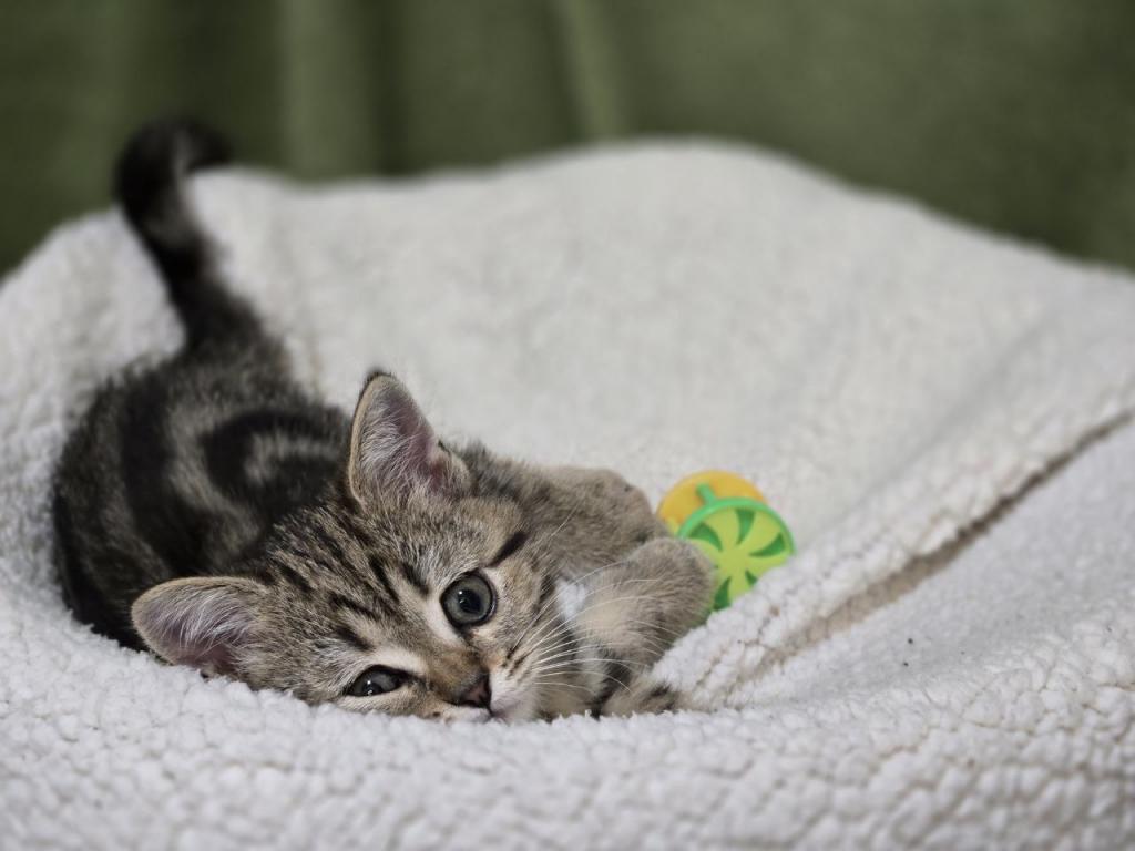 4 Scottish Fold And Straight Males photo 79