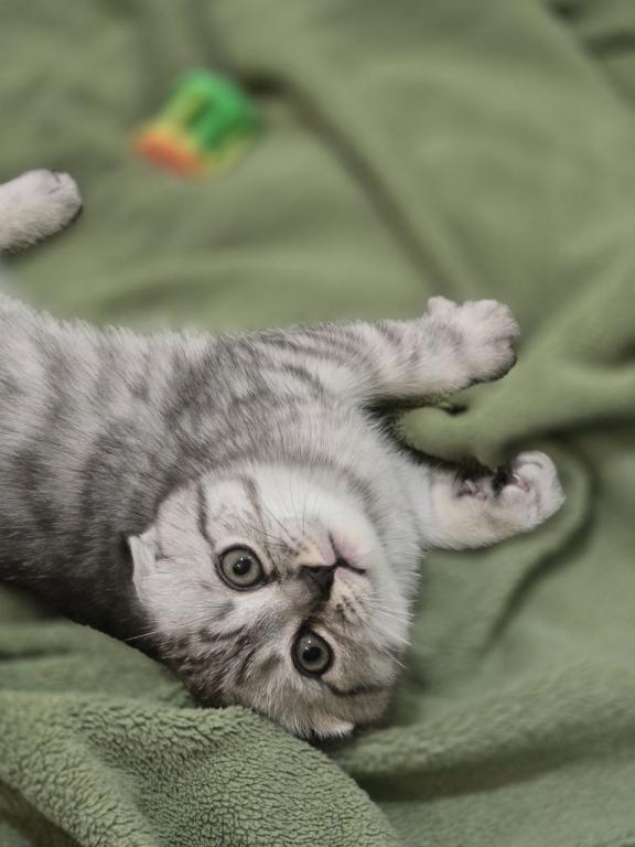 4 Scottish Fold And Straight Males photo 24