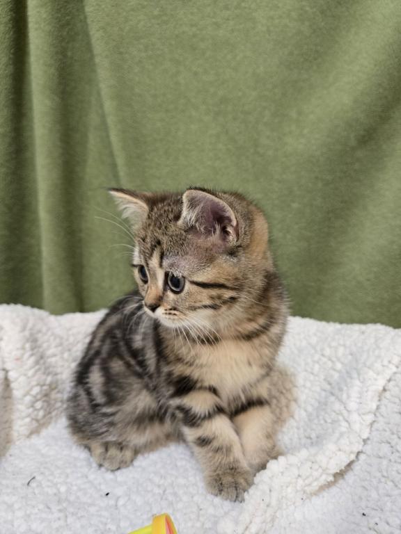 4 Scottish Fold And Straight Males photo 51