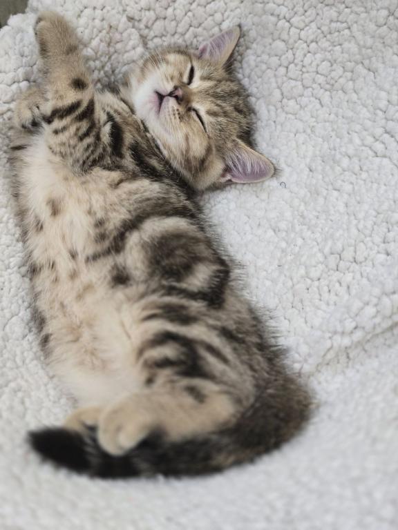 4 Scottish Fold And Straight Males photo 54