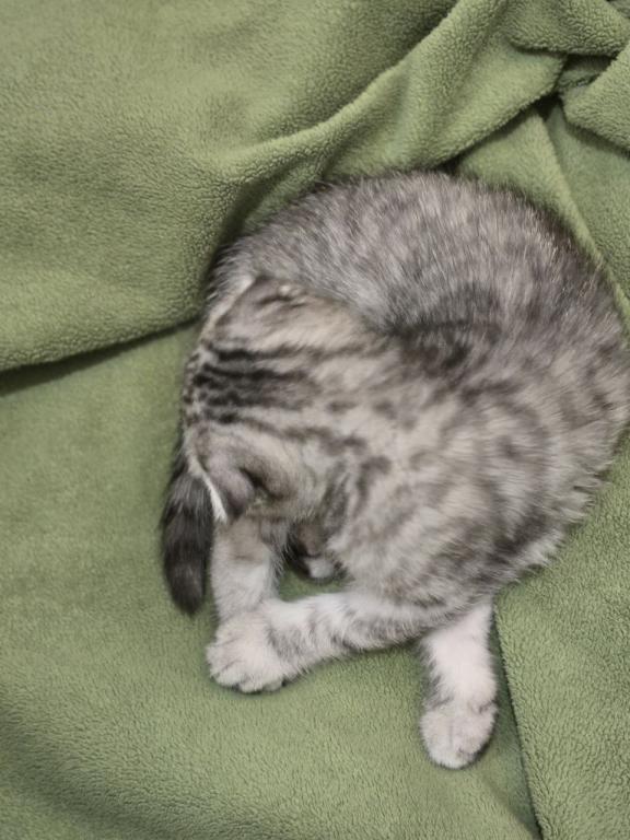 4 Scottish Fold And Straight Males photo 18
