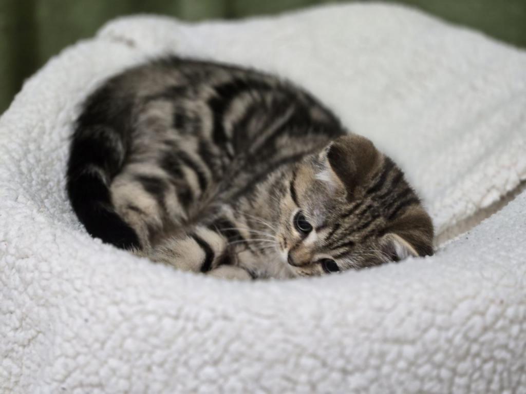 4 Scottish Fold And Straight Males photo 42