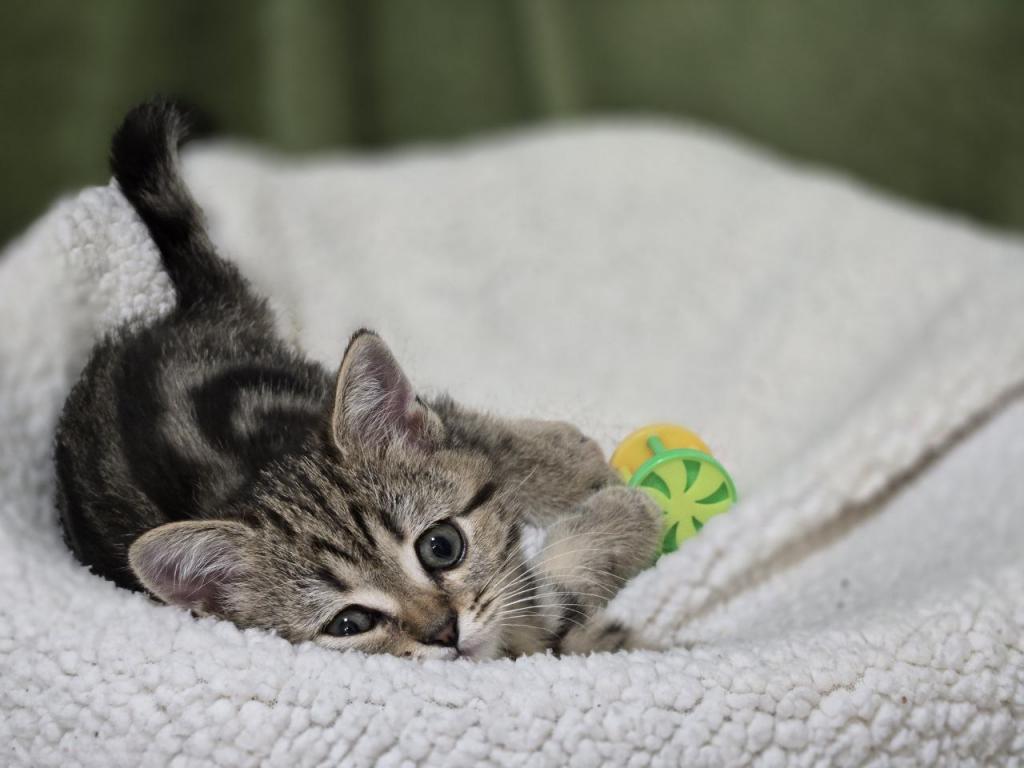 4 Scottish Fold And Straight Males photo 50
