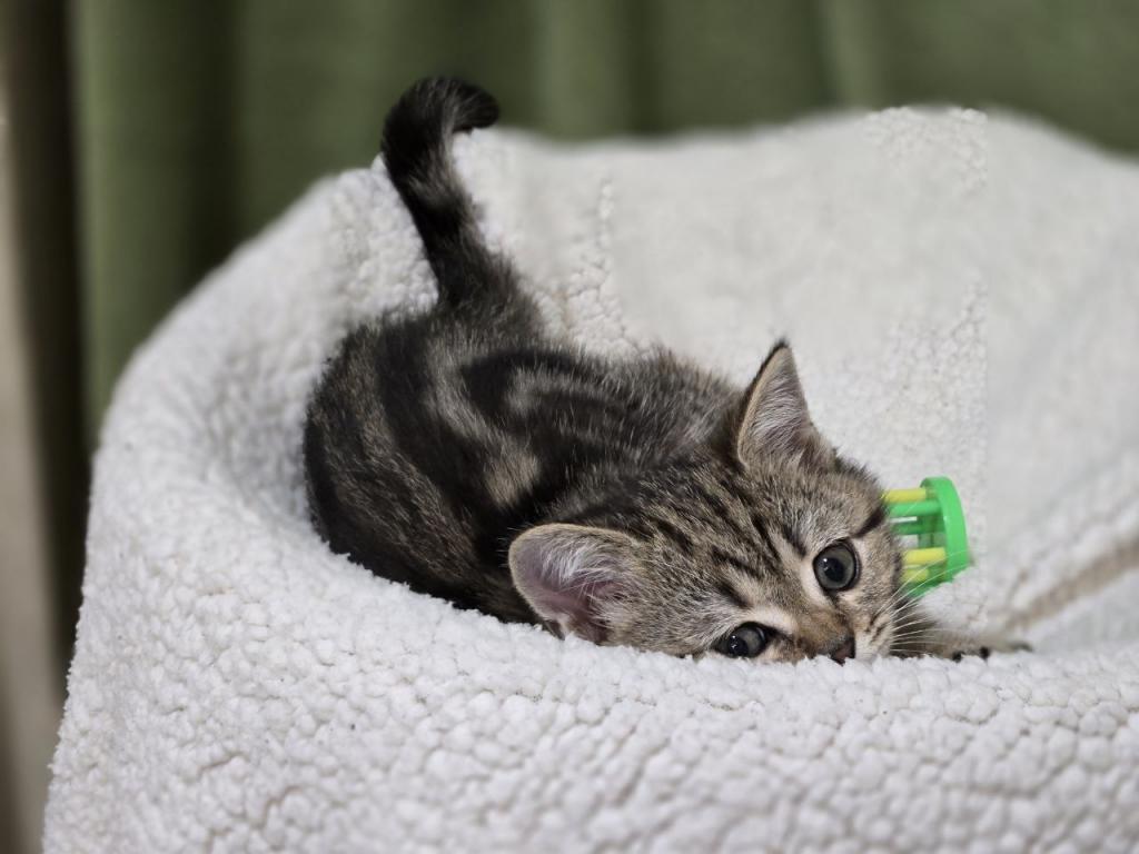4 Scottish Fold And Straight Males photo 47