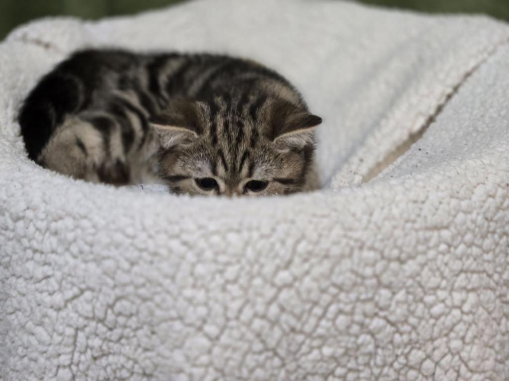 4 Scottish Fold And Straight Males photo 40