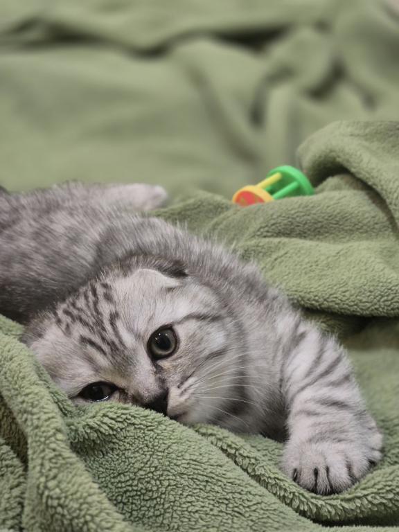 4 Scottish Fold And Straight Males photo 72