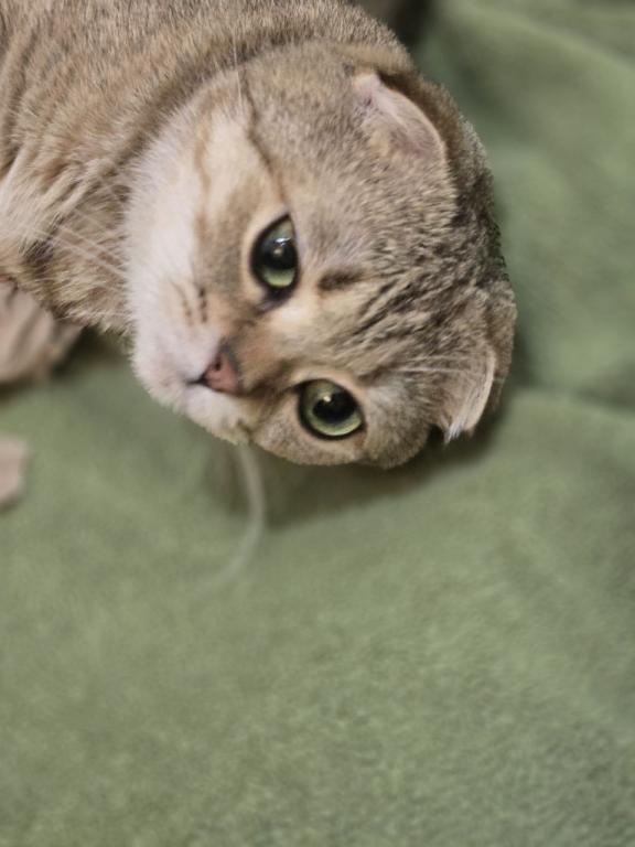 4 Scottish Fold And Straight Males photo 56