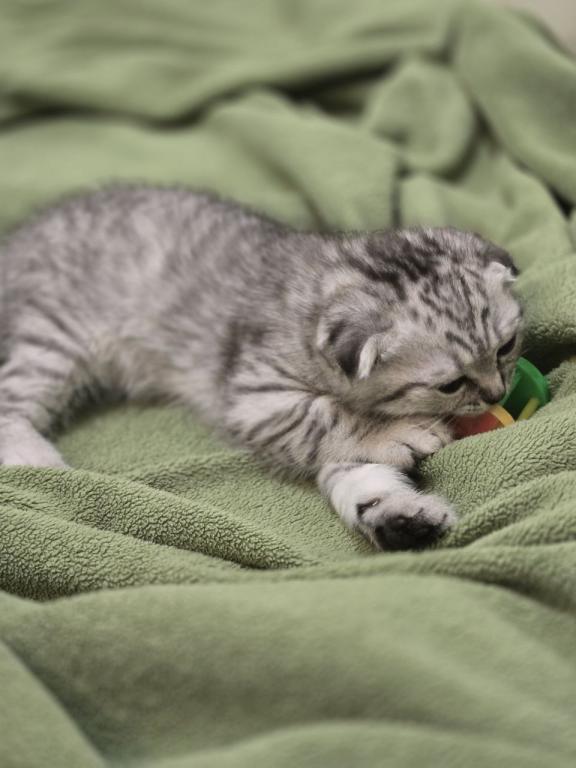 4 Scottish Fold And Straight Males photo 27