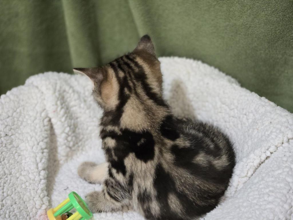 4 Scottish Fold And Straight Males photo 30