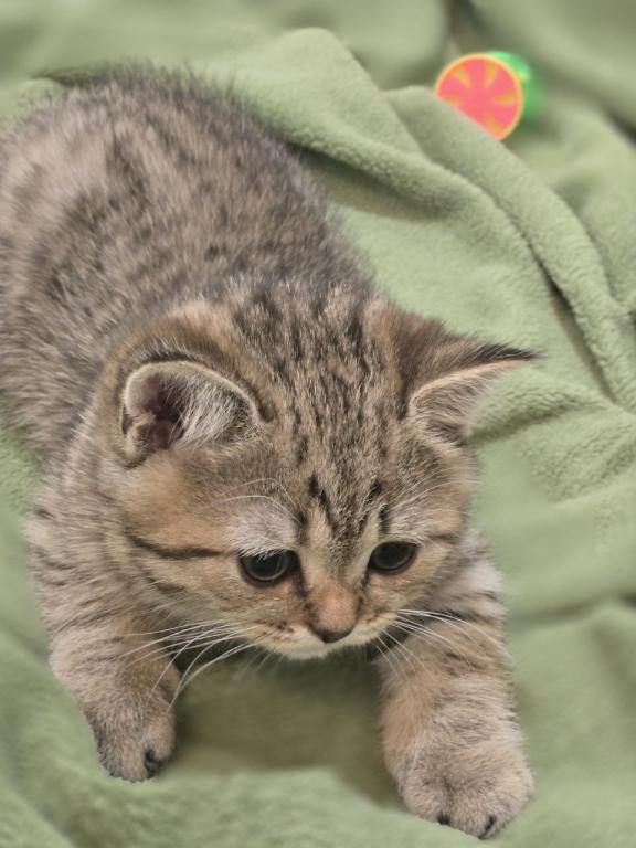 4 Scottish Fold And Straight Males photo 11
