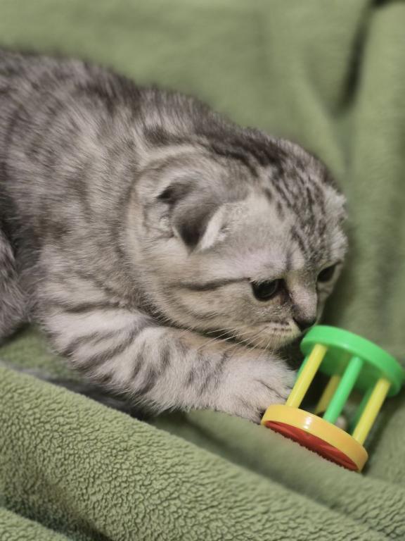 4 Scottish Fold And Straight Males