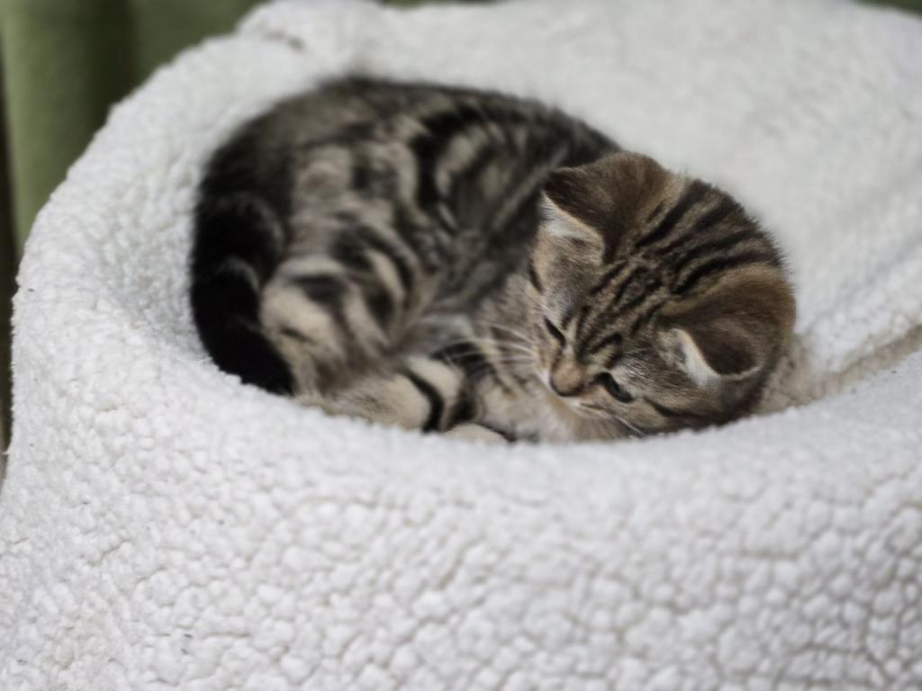 4 Scottish Fold And Straight Males photo 41
