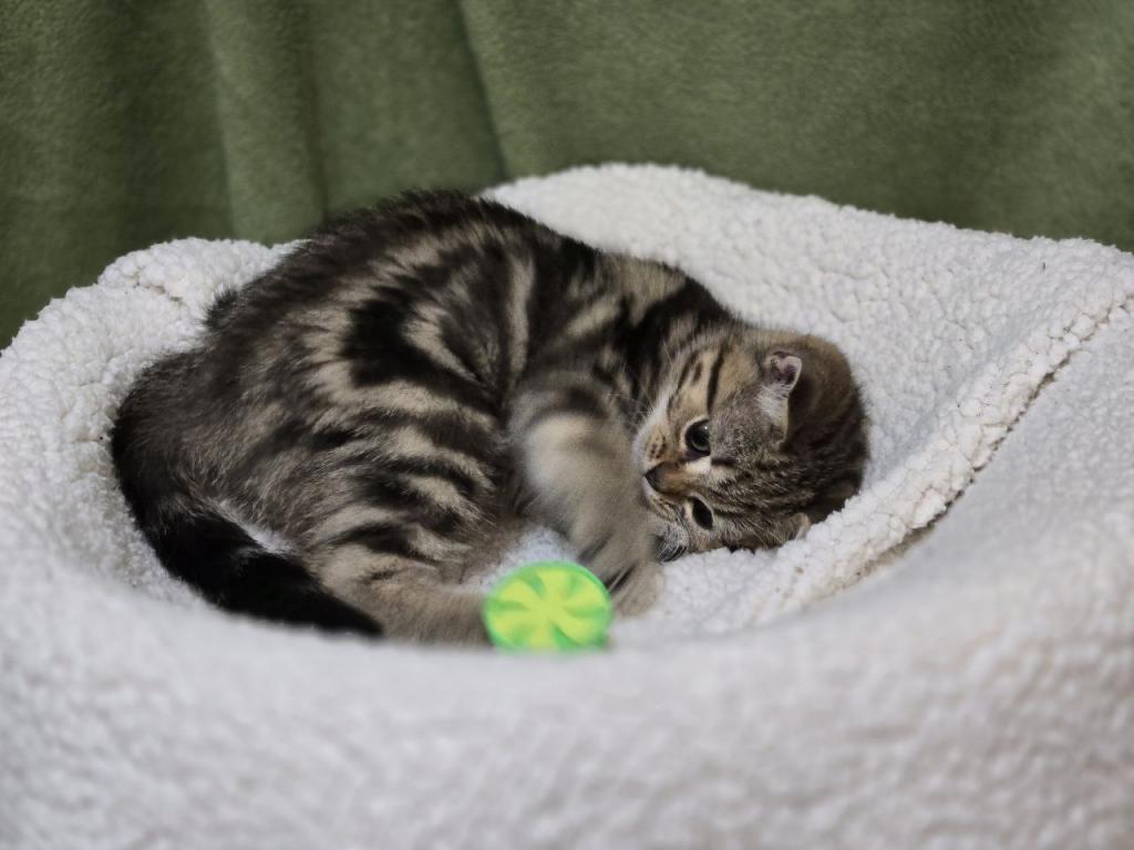 4 Scottish Fold And Straight Males photo 37