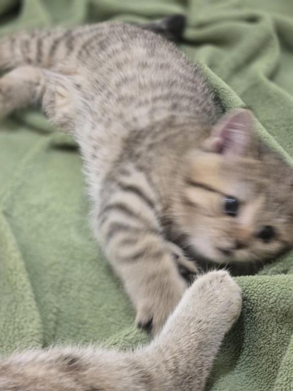 4 Scottish Fold And Straight Males photo 59