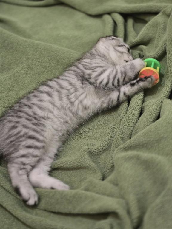 4 Scottish Fold And Straight Males photo 8