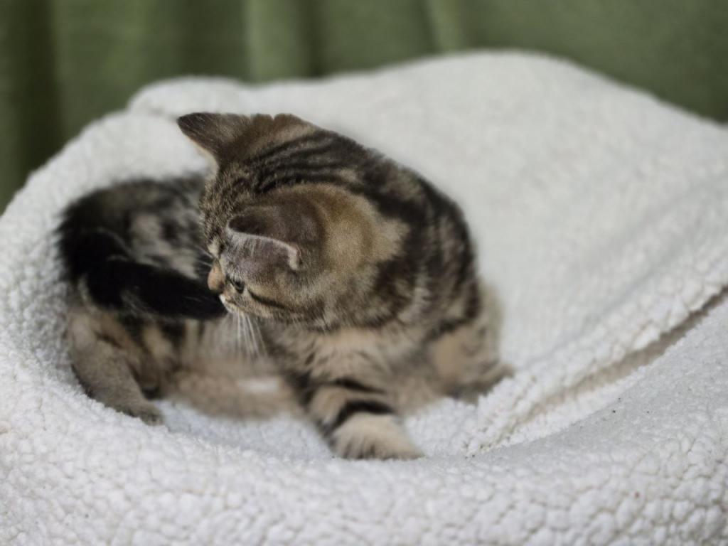 4 Scottish Fold And Straight Males photo 38