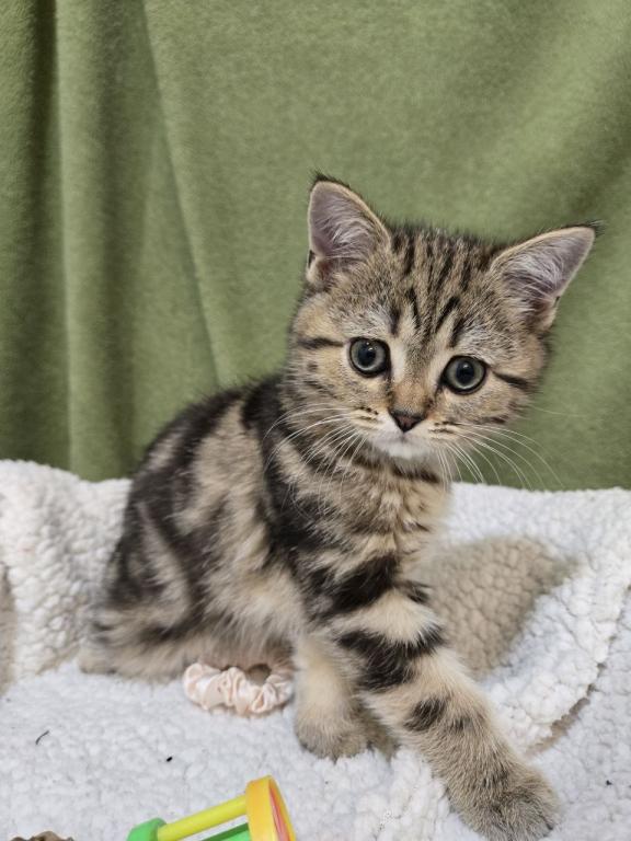 4 Scottish Fold And Straight Males photo 48
