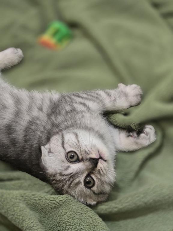 4 Scottish Fold And Straight Males photo 28