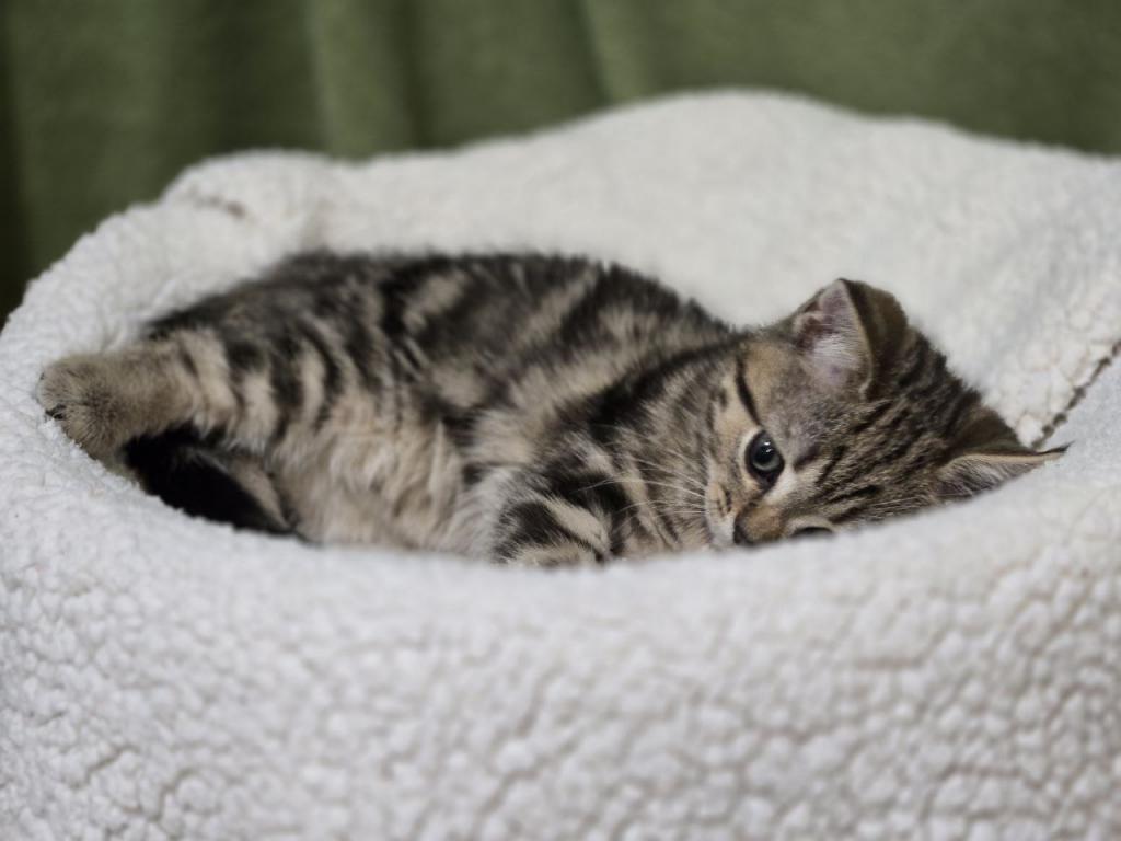 4 Scottish Fold And Straight Males photo 46