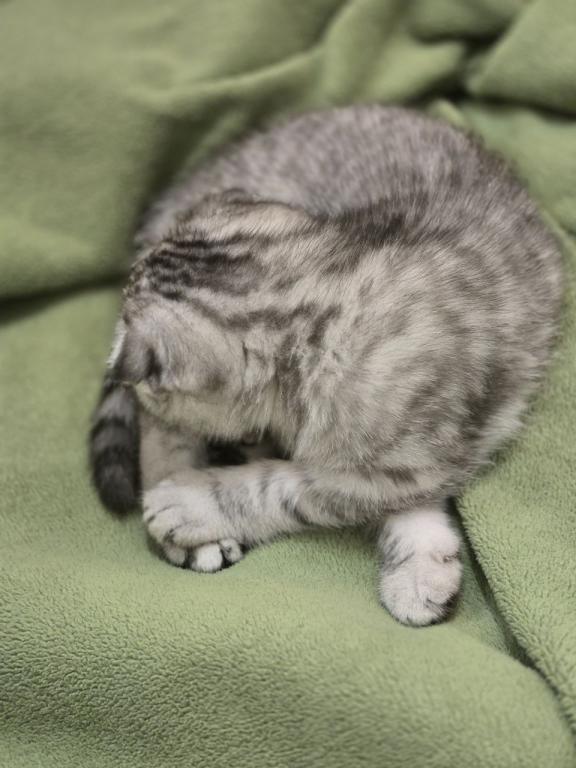 4 Scottish Fold And Straight Males photo 70
