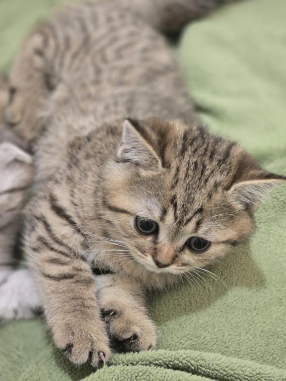 4 Scottish Fold And Straight Males photo 64