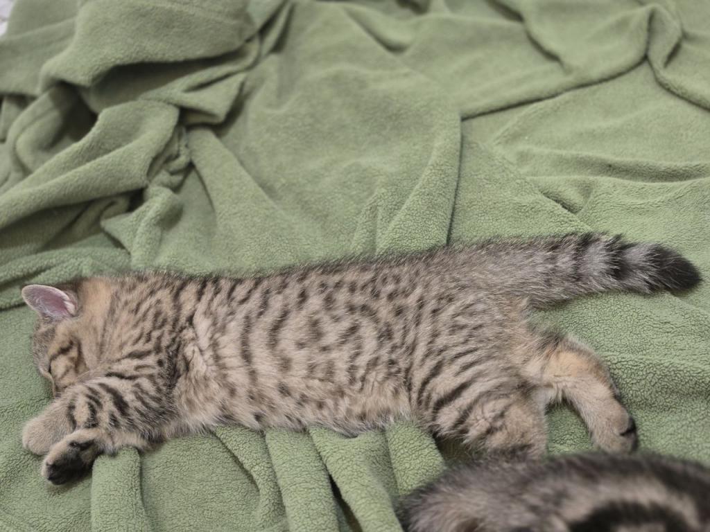 4 Scottish Fold And Straight Males photo 55