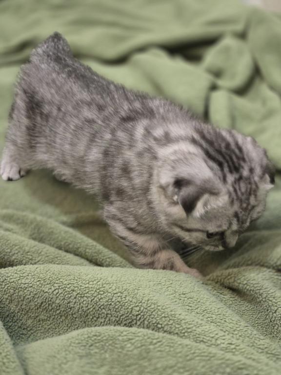 4 Scottish Fold And Straight Males photo 20