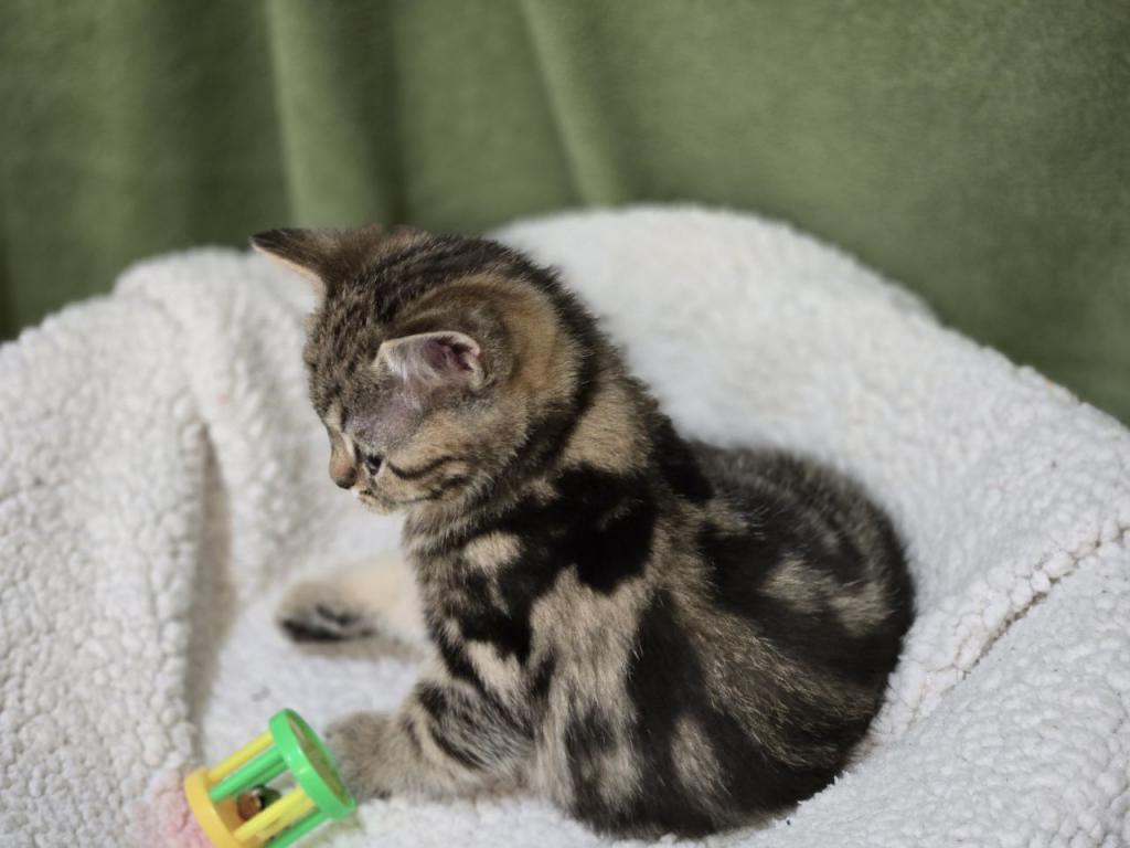 4 Scottish Fold And Straight Males photo 34