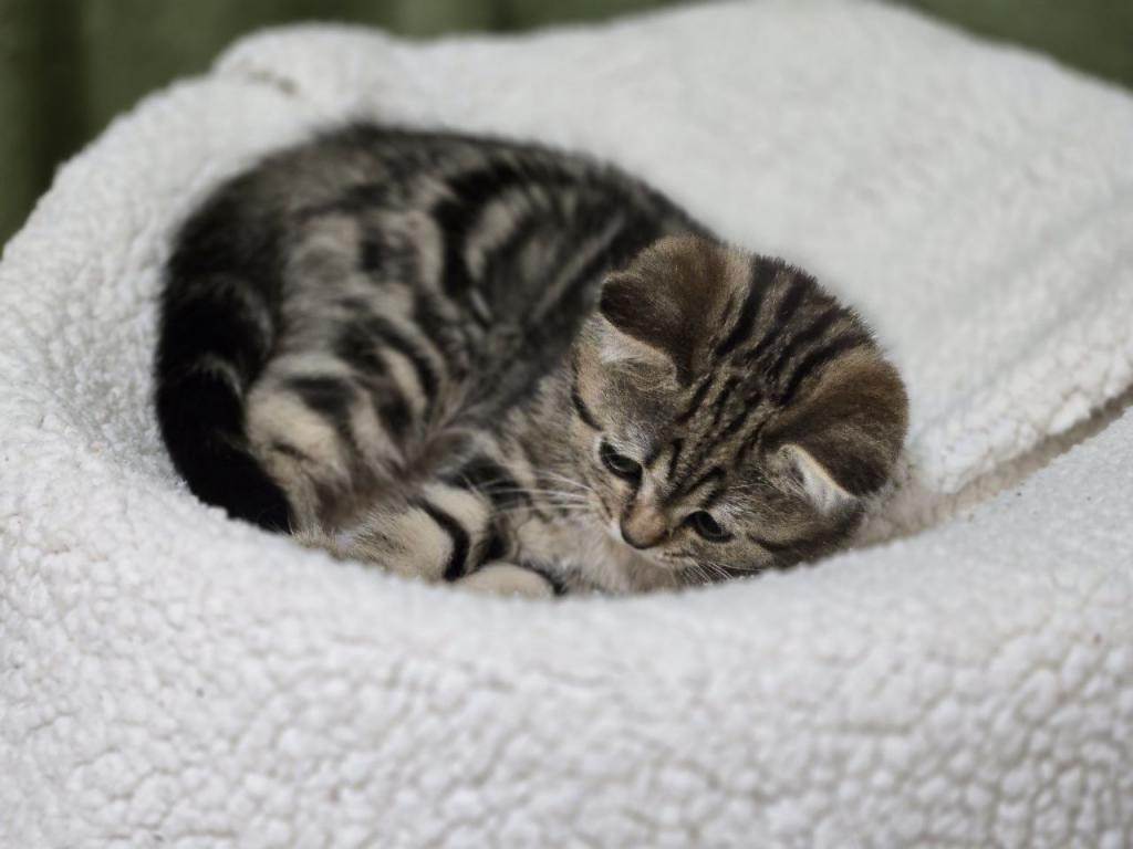 4 Scottish Fold And Straight Males photo 43