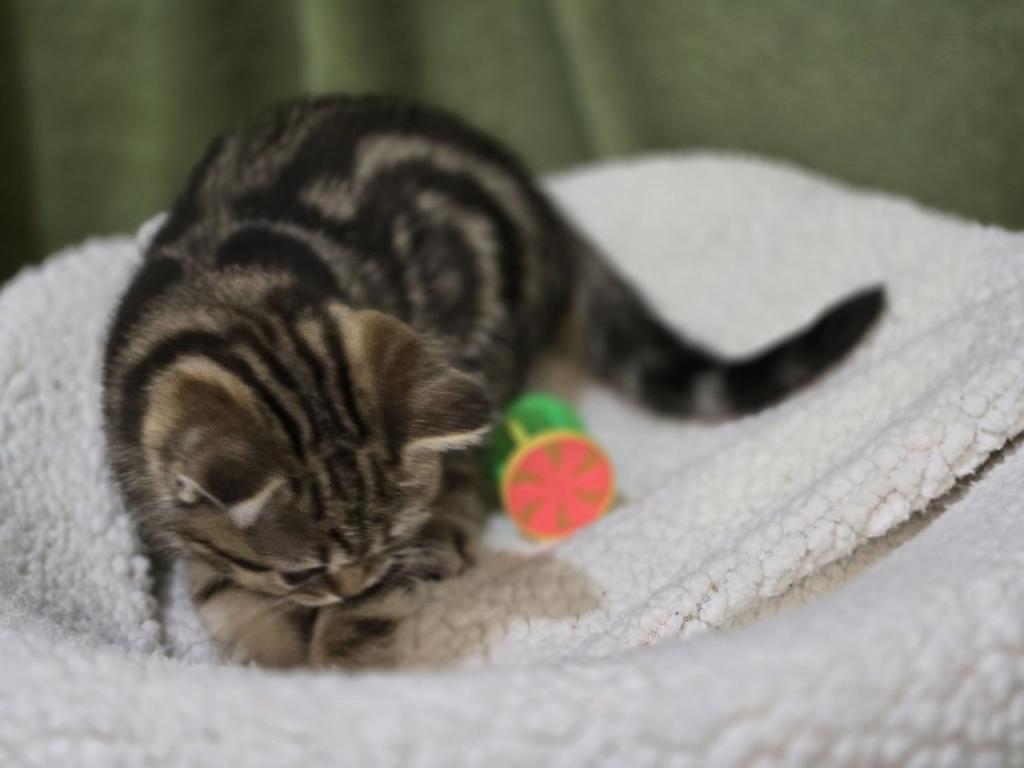 4 Scottish Fold And Straight Males photo 39