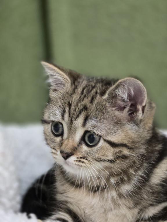 4 Scottish Fold And Straight Males photo 36