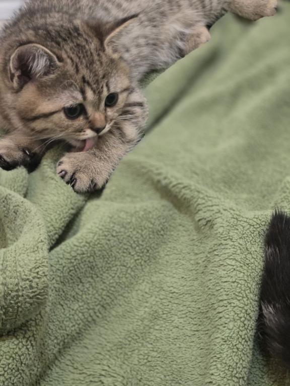 4 Scottish Fold And Straight Males photo 66