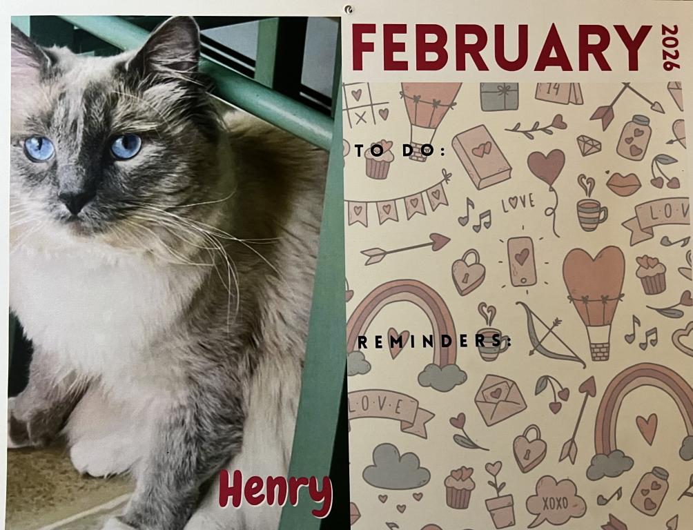 STUD SERVICE Ragdoll NOT FOR SALE photo 1