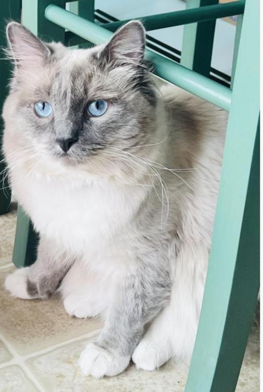STUD SERVICE Ragdoll NOT FOR SALE photo 5