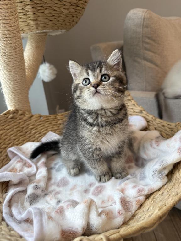 British Shorthair Male photo 2