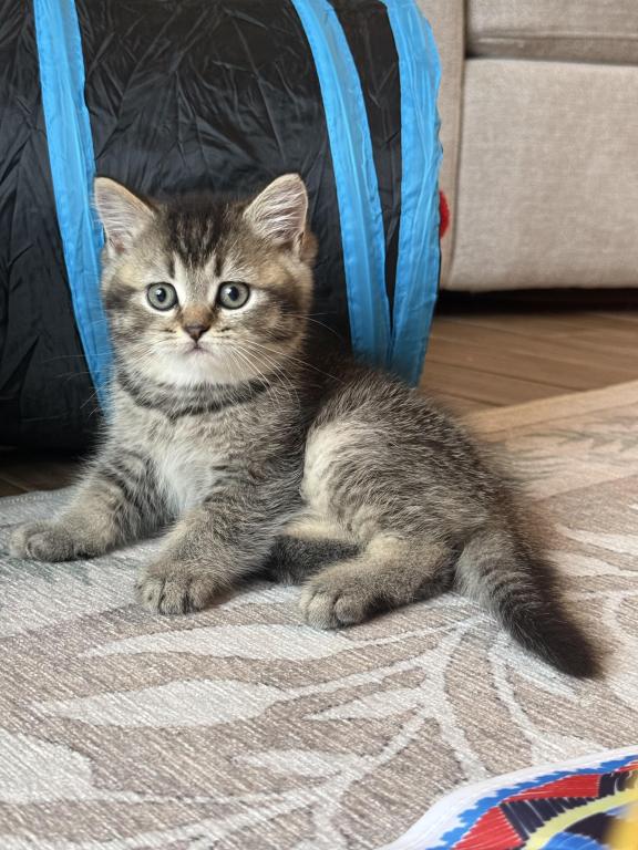 British Shorthair Male photo 3