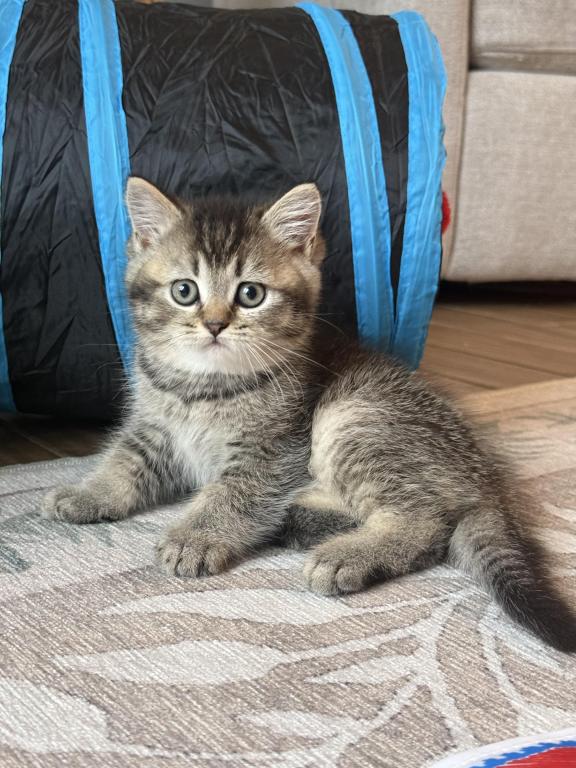 British Shorthair Male photo 1